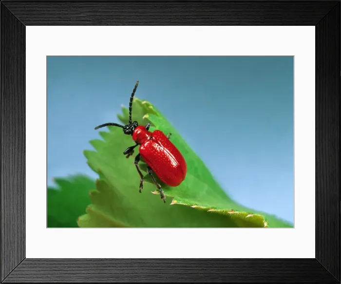 Framed Print : Red Lily Beetle - Adult on leaf Location: English garden Framed Print : Red Lily Beetle - Adult on leaf Location: English garden