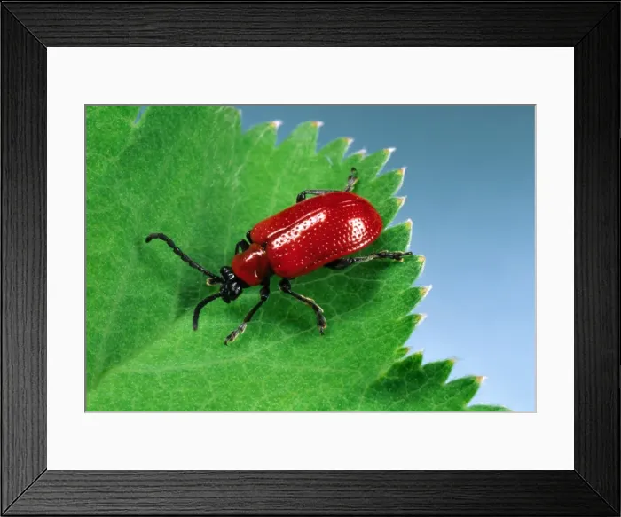 Framed Print : Red Lily Beetle - Adult on leaf Location: English garden Framed Print : Red Lily Beetle - Adult on leaf Location: English garden