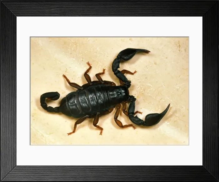 Framed Print : European Black Scorpion - This specimen found in a house in Reading, UK – probably imported in holiday baggage Widespread in southern Europe Framed Print : European Black Scorpion - This specimen found in a house in Reading, UK – probably imported in holiday baggage Widespread in southern Europe