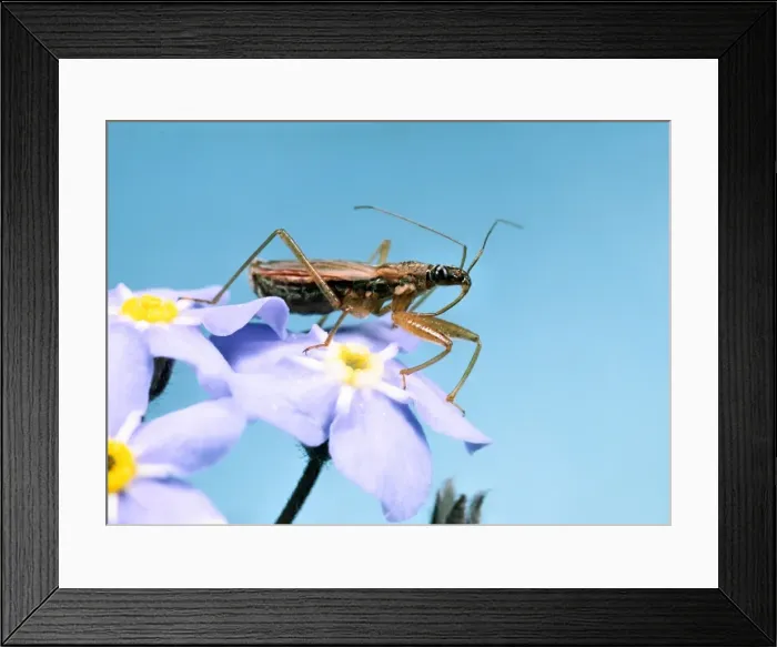 Framed Print : Assassin Bug - Hunting on flowers of Forget-me-Not Garden, UK Framed Print : Assassin Bug - Hunting on flowers of Forget-me-Not Garden, UK