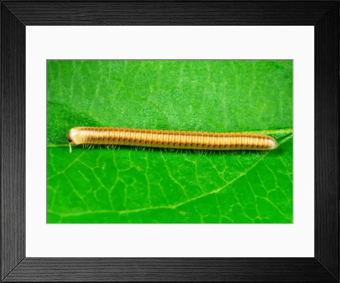 Framed Print : Cylindrical Millipede - Introduced to the Tropical Biome at the Eden Project, Cornwall, UK Note metachronal waves of legs Framed Print : Cylindrical Millipede - Introduced to the Tropical Biome at the Eden Project, Cornwall, UK Note metachronal waves of legs
