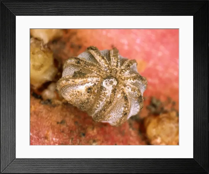 Framed Print : Millipede - Britain's rarest species rolled into a ball Red Data Book species (2 mm diameter) Location: Isle of Wight (only UK site) Framed Print : Millipede - Britain's rarest species rolled into a ball Red Data Book species (2 mm diameter) Location: Isle of Wight (only UK site)