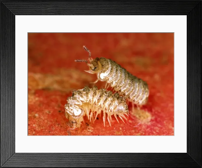 Framed Print : Millipede - Britain's rarest species - Male courting female Red Data Book species. (2 mm diameter) Location: Isle of Wight (only UK site) Framed Print : Millipede - Britain's rarest species - Male courting female Red Data Book species. (2 mm diameter) Location: Isle of Wight (only UK site)