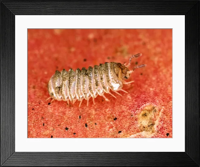 Framed Print : Britain's rarest millipede Red Data Book species (4 mm in length) Location: Isle of Wight (only UK site) Framed Print : Britain's rarest millipede Red Data Book species (4 mm in length) Location: Isle of Wight (only UK site)