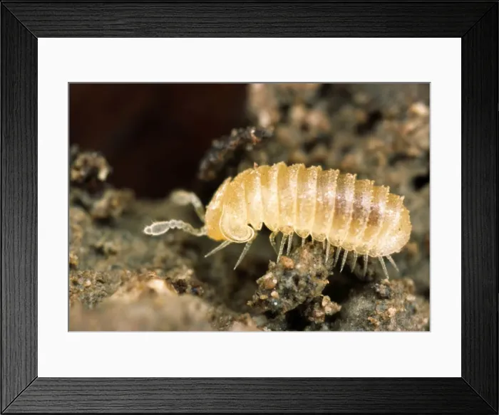 Framed Print : Britain's smallest millipede - 3 mm in length Chiltern Hills, Buckinghamshire, UK (only English locality) Framed Print : Britain's smallest millipede - 3 mm in length Chiltern Hills, Buckinghamshire, UK (only English locality)