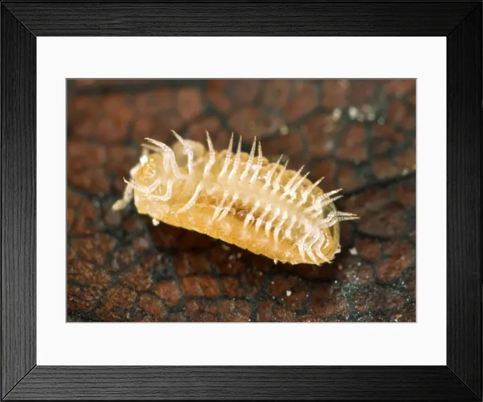 Framed Print : Britain's smallest millipede (3 mm in length) On its back showing numerous pairs of legs Chiltern Hills, Buckinghamshire, UK (only English locality) Framed Print : Britain's smallest millipede (3 mm in length) On its back showing numerous pairs of legs Chiltern Hills, Buckinghamshire, UK (only English locality)