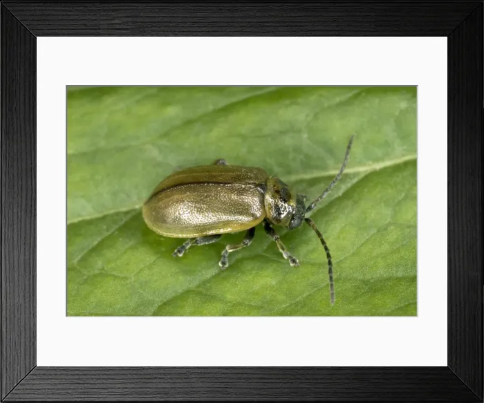 Framed Print : Heather Beetle - On leaf Damages native Heather in Scotland Location: Scotland, UK Framed Print : Heather Beetle - On leaf Damages native Heather in Scotland Location: Scotland, UK