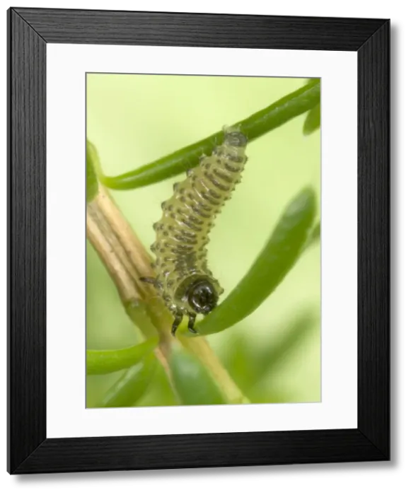 Framed Print : Heather Beetle larva - Damages native Heather in Scotland Location: Scotland, UK Framed Print : Heather Beetle larva - Damages native Heather in Scotland Location: Scotland, UK