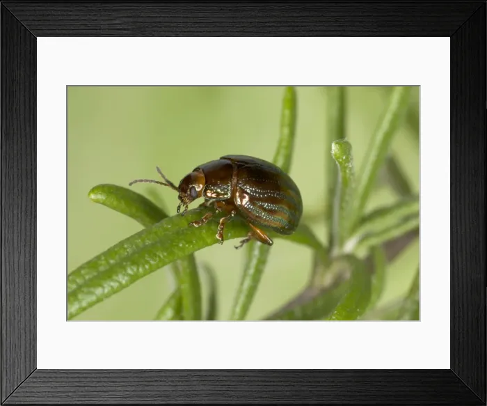 Framed Print : Adult Rosemary Beetle - On Rosemary leaf. Pest of Rosemary and Lavender plants. Recent introduction to UK Location: London garden, UK First recorded from the UK in 1963 Framed Print : Adult Rosemary Beetle - On Rosemary leaf. Pest of Rosemary and Lavender plants. Recent introduction to UK Location: London garden, UK First recorded from the UK in 1963