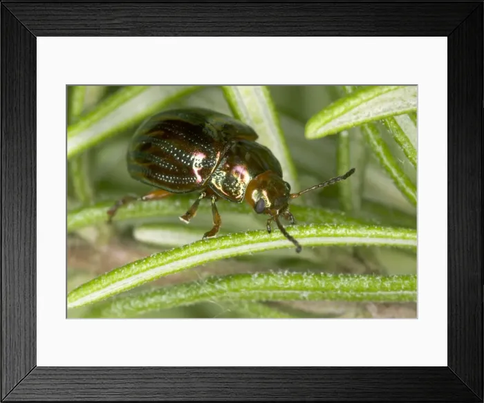 Framed Print : Adult Rosemary Beetle on Rosemary leaf Pest of Rosemary and Lavender plants Recent introduction to UK Location: London garden First recorded from the UK in 1963 Framed Print : Adult Rosemary Beetle on Rosemary leaf Pest of Rosemary and Lavender plants Recent introduction to UK Location: London garden First recorded from the UK in 1963