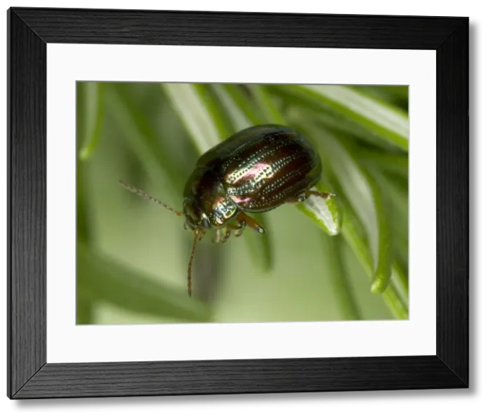 Framed Print : Adult Rosemary Beetle on Rosemary leaf Pest of Rosemary and Lavender plants Recent introduction to UK Location: London garden First recorded from the UK in 1963 Framed Print : Adult Rosemary Beetle on Rosemary leaf Pest of Rosemary and Lavender plants Recent introduction to UK Location: London garden First recorded from the UK in 1963
