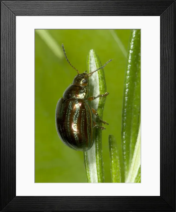 Framed Print : Adult Rosemary Beetle on Rosemary leaf Pest of Rosemary and Lavender plants Recent introduction to UK Location: London garden, UK First recorded from the UK in 1963 Framed Print : Adult Rosemary Beetle on Rosemary leaf Pest of Rosemary and Lavender plants Recent introduction to UK Location: London garden, UK First recorded from the UK in 1963