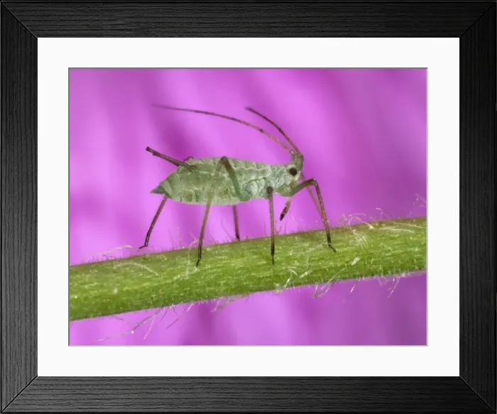 Framed Print : Peach-Potato Aphid - Single specimen on plant stem Common Greenfly Pest of wide range of garden plants Location: English garden, UK Framed Print : Peach-Potato Aphid - Single specimen on plant stem Common Greenfly Pest of wide range of garden plants Location: English garden, UK