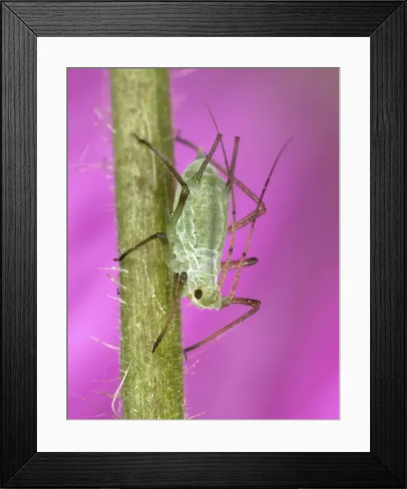 Framed Print : Peach-Potato Aphid / Common Greenfly - Single specimen on plant stem Pest of wide range of garden plants UK Framed Print : Peach-Potato Aphid / Common Greenfly - Single specimen on plant stem Pest of wide range of garden plants UK