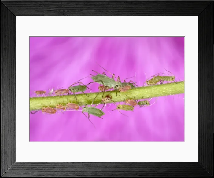 Framed Print : Peach-Potato Aphid / Common Greenfly - Group of juveniles on plant stem UK Pest of wide range of garden plants Framed Print : Peach-Potato Aphid / Common Greenfly - Group of juveniles on plant stem UK Pest of wide range of garden plants