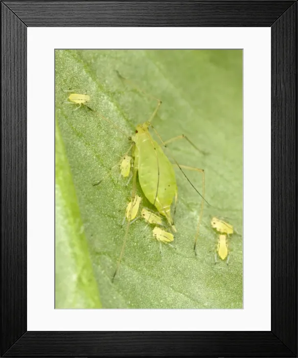 Framed Print : Peach-Potato Aphid / Common Greenfly - Mother with young on leaf of broad bean plant Pest of wide range of garden plants UK Garden Framed Print : Peach-Potato Aphid / Common Greenfly - Mother with young on leaf of broad bean plant Pest of wide range of garden plants UK Garden