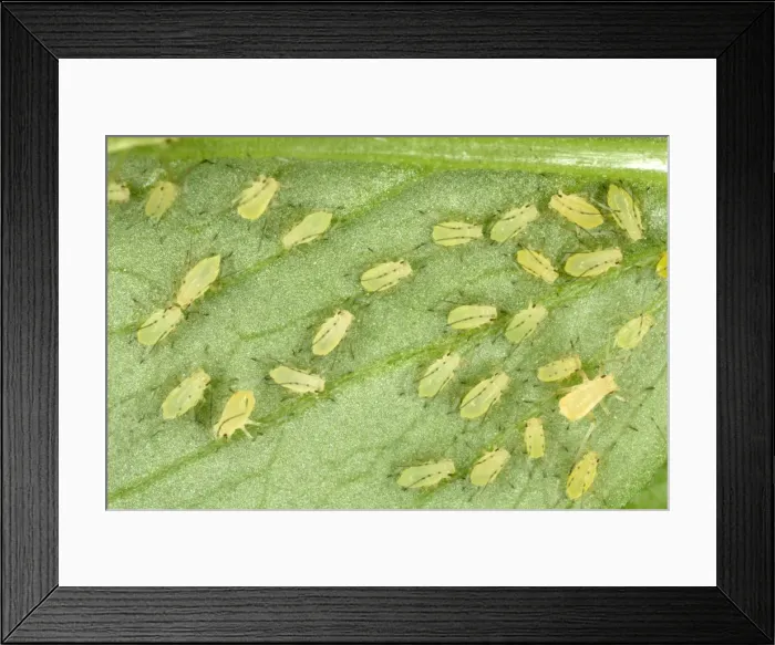 Framed Print : Peach-Potato Aphid - Large group of juveniles on leaf of broad bean plant Common Greenfly Pest of wide range of garden plants Location: English garden, UK Framed Print : Peach-Potato Aphid - Large group of juveniles on leaf of broad bean plant Common Greenfly Pest of wide range of garden plants Location: English garden, UK