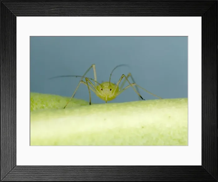 Framed Print : Peach-Potato Aphid - ‘Head on view of single adult on leaf of broad bean plant Note rostrum for piercing plant Common Greenfly Pest of wide range of garden plants Location: English garden, UK