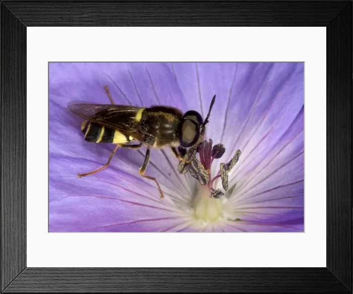 Framed Print : Soldier Fly - Feeding on nectar in purple flower of Geranium Recently emerged from garden pond (larvae are aquatic) UK garden Framed Print : Soldier Fly - Feeding on nectar in purple flower of Geranium Recently emerged from garden pond (larvae are aquatic) UK garden