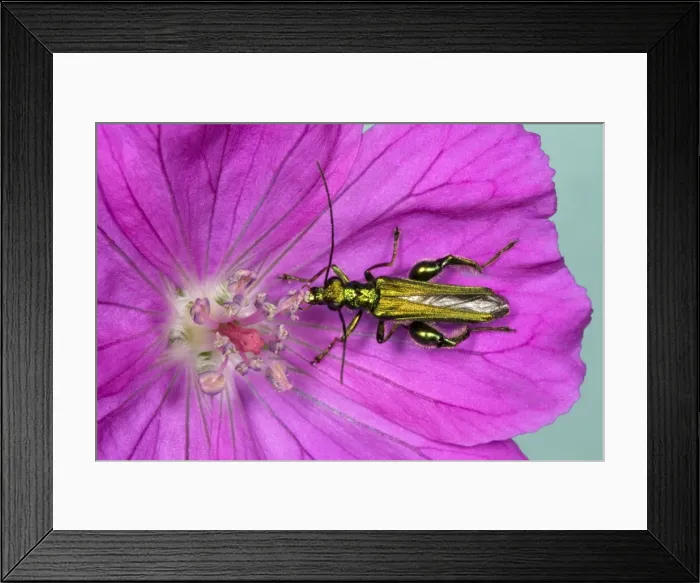 Framed Print : Pollen-feeding beetle - Eating pollen in purple flower of Geranium Location: English garden, UK Framed Print : Pollen-feeding beetle - Eating pollen in purple flower of Geranium Location: English garden, UK