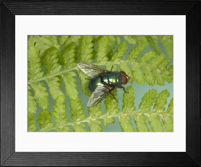 Framed Print : True Greenbottle Fly  /  Blowfly - sunning itself on a fern frond Location: Woodland, UK Fam: Calliphoridae
