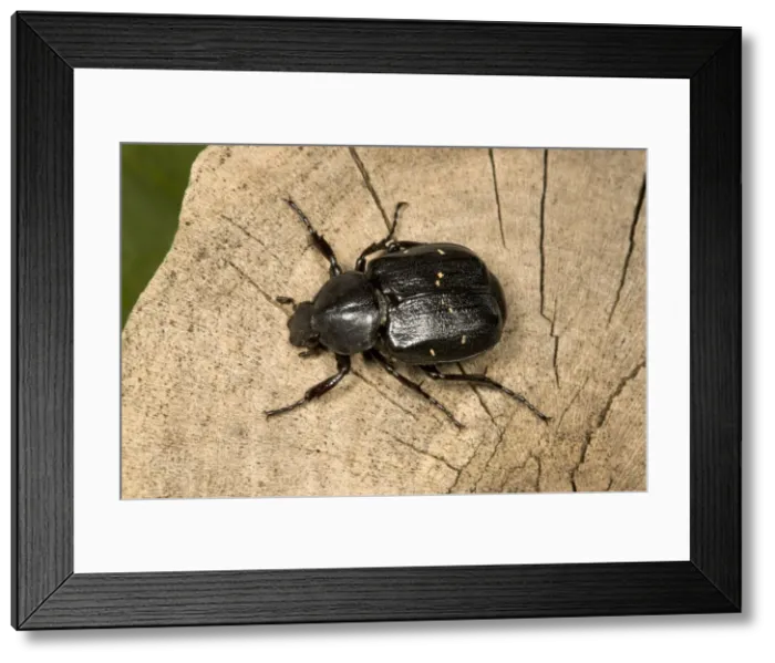 Framed Print : Oak Chafer - Extremely rare Red Data Book species (RDB 1) Very rarely seen as adults (larvae live in dead oak tree wood) Location: Windsor Forest, England (only UK site) Framed Print : Oak Chafer - Extremely rare Red Data Book species (RDB 1) Very rarely seen as adults (larvae live in dead oak tree wood) Location: Windsor Forest, England (only UK site)
