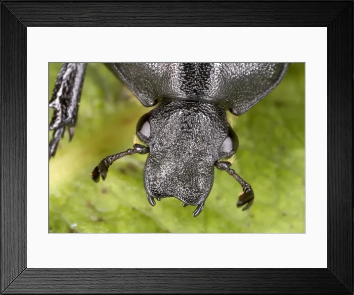 Framed Print : Head of Oak Chafer in close-up - Extremely rare Red Data Book species (RDB 1) Very rarely seen as adults (larvae live in dead oak tree wood) Location: Windsor Forest, England (only UK site) Framed Print : Head of Oak Chafer in close-up - Extremely rare Red Data Book species (RDB 1) Very rarely seen as adults (larvae live in dead oak tree wood) Location: Windsor Forest, England (only UK site)