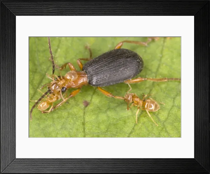 Framed Print : Adult Bombadier Beetle being attacked by yellow meadow ants Lasius flavus Red Data Book status: Nationally Scarce (Notable B) Distribution: Southern England and into South Wales Framed Print : Adult Bombadier Beetle being attacked by yellow meadow ants Lasius flavus Red Data Book status: Nationally Scarce (Notable B) Distribution: Southern England and into South Wales