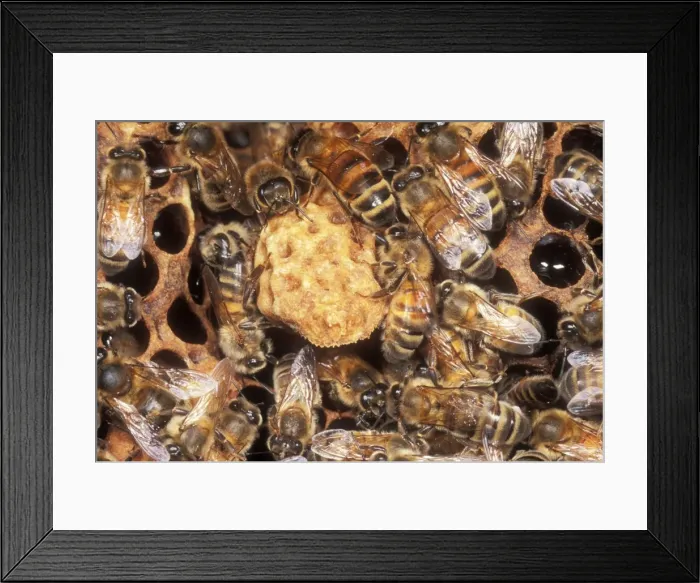 Framed Print : Honey Bees With Queen cell, UK Framed Print : Honey Bees With Queen cell, UK