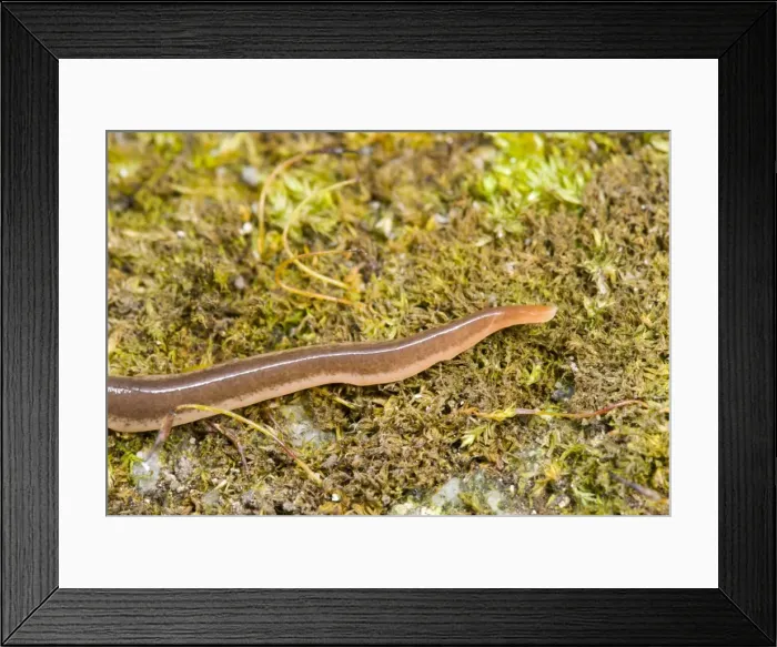 Framed Print : New Zealand Flatworm Anterior (head) end searching for earthworm prey Introduced to UK from New Zealand in early 1960s Up to 20 cm in length Now common in Scotland Framed Print : New Zealand Flatworm Anterior (head) end searching for earthworm prey Introduced to UK from New Zealand in early 1960s Up to 20 cm in length Now common in Scotland