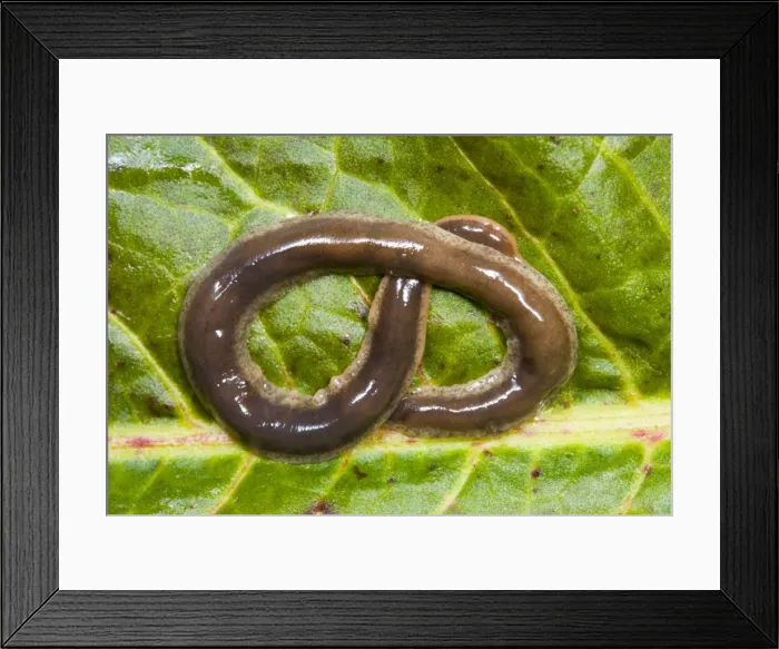 Framed Print : New Zealand Flatworm Coiled on a leaf Introduced to UK from New Zealand in early 1960s Up to 20 cm in length Now common in Scotland Framed Print : New Zealand Flatworm Coiled on a leaf Introduced to UK from New Zealand in early 1960s Up to 20 cm in length Now common in Scotland