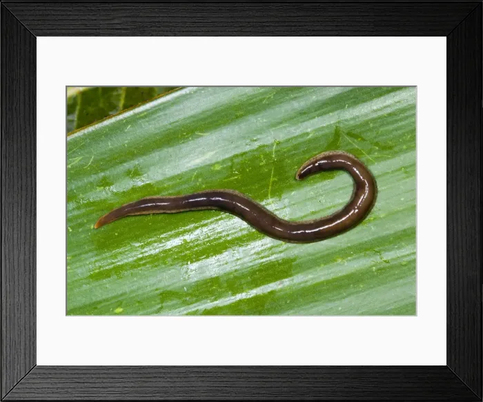Framed Print : New Zealand Flatworm Introduced to UK from New Zealand in early 1960s Up to 20 cm in length Now common in Scotland, northern England Framed Print : New Zealand Flatworm Introduced to UK from New Zealand in early 1960s Up to 20 cm in length Now common in Scotland, northern England
