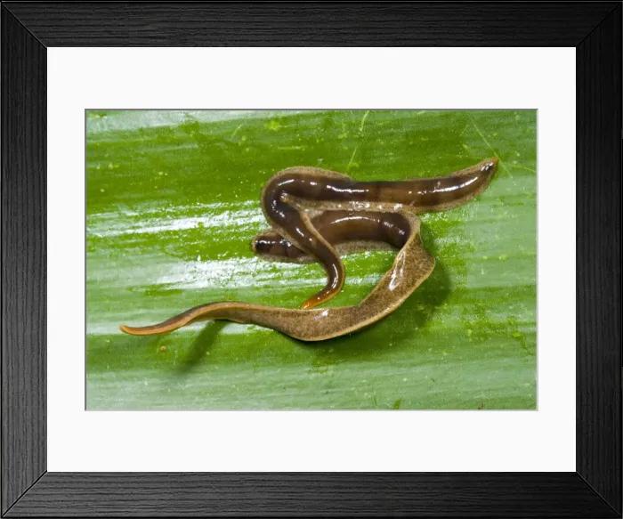 Framed Print : New Zealand Flatworms - mating pair Introduced to UK from New Zealand in early 1960s Up to 20 cm in length Now common in Scotland Framed Print : New Zealand Flatworms - mating pair Introduced to UK from New Zealand in early 1960s Up to 20 cm in length Now common in Scotland