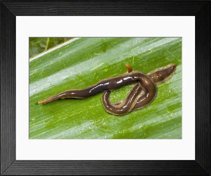 Framed Print : New Zealand Flatworms - mating pair Introduced to UK from New Zealand in early 1960s Up to 20 cm in length Now common in Scotland Framed Print : New Zealand Flatworms - mating pair Introduced to UK from New Zealand in early 1960s Up to 20 cm in length Now common in Scotland