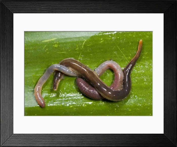 Framed Print : New Zealand Flatworm eating an earthworm Introduced to UK from New Zealand in early 1960s Up to 20 cm in length Now common in Scotland Framed Print : New Zealand Flatworm eating an earthworm Introduced to UK from New Zealand in early 1960s Up to 20 cm in length Now common in Scotland