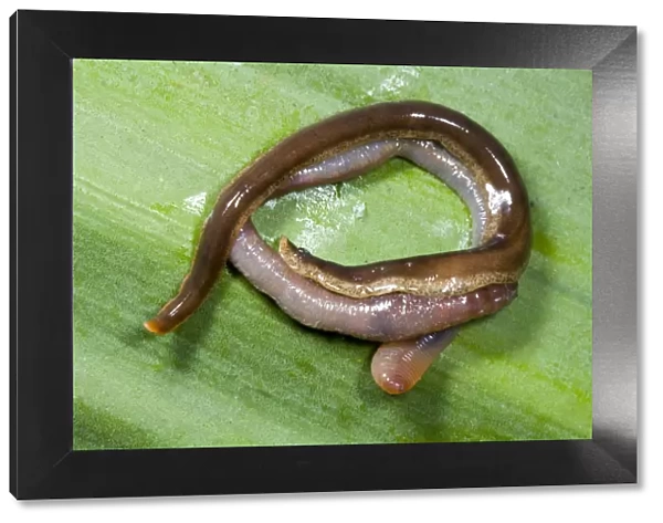 New Zealand Flatworm eating an earthworm Introduced to UK from New Zealand in early 1960s Up to 20 cm in length Now common in Scotland