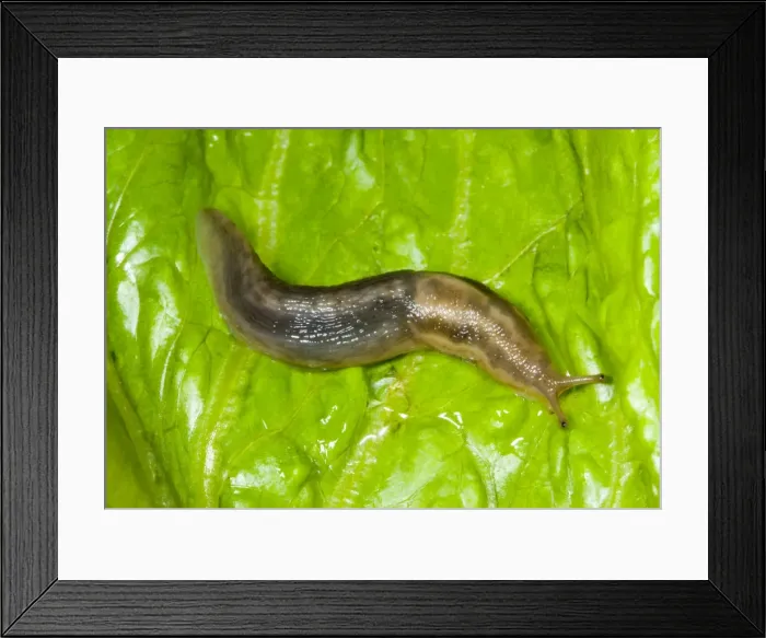 Framed Print : Tree slug Sometimes known as ‘slimy slug due to copious quantities of mucus secreted Common in gardens (not always in trees!) (formerly known as Limax marginatus) Framed Print : Tree slug Sometimes known as ‘slimy slug due to copious quantities of mucus secreted Common in gardens (not always in trees!) (formerly known as Limax marginatus)