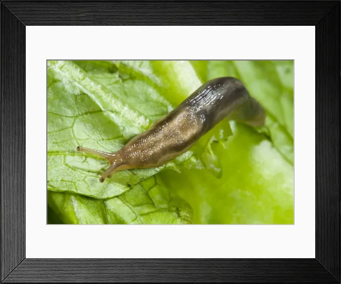 Framed Print : Tree slug Sometimes known as ‘slimy slug due to copious quantities of mucus secreted Common in gardens (not always in trees!) (formerly known as Limax marginatus)