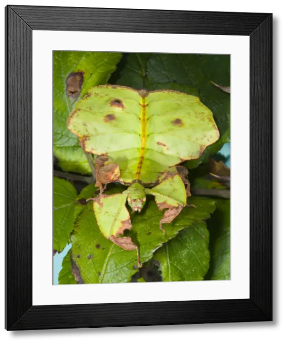Framed Print : Common Javanese Leaf Insect - Superb camouflage on leaves of Bramble Native to SE Asia Location: Laboratory-bred, UK Framed Print : Common Javanese Leaf Insect - Superb camouflage on leaves of Bramble Native to SE Asia Location: Laboratory-bred, UK