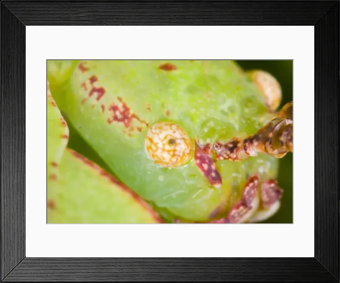 Framed Print : Common Javanese Leaf Insect - Close up view of head showing compound eye Native to SE Asia Location: Laboratory-bred, UK Framed Print : Common Javanese Leaf Insect - Close up view of head showing compound eye Native to SE Asia Location: Laboratory-bred, UK