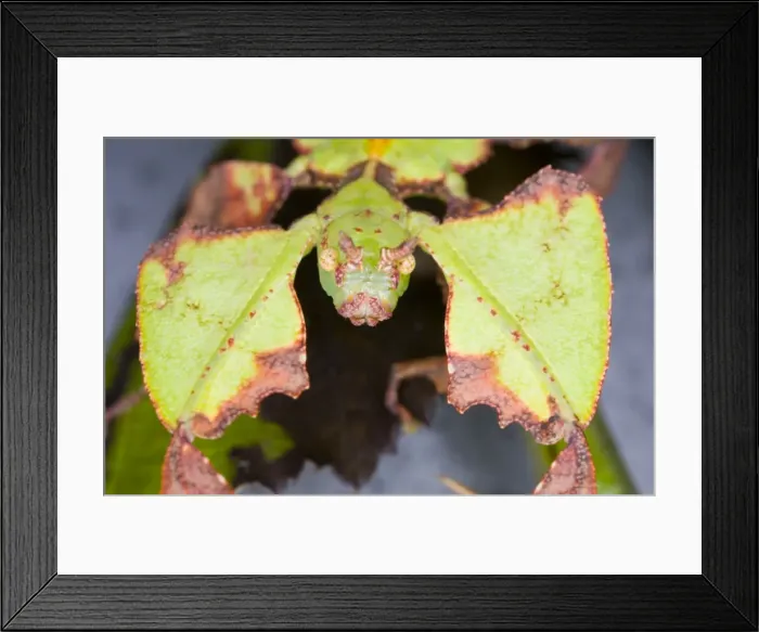 Framed Print : Common Javanese Leaf Insect - ‘Face view Native to SE Asia Location: Laboratory-bred, UK Framed Print : Common Javanese Leaf Insect - ‘Face view Native to SE Asia Location: Laboratory-bred, UK