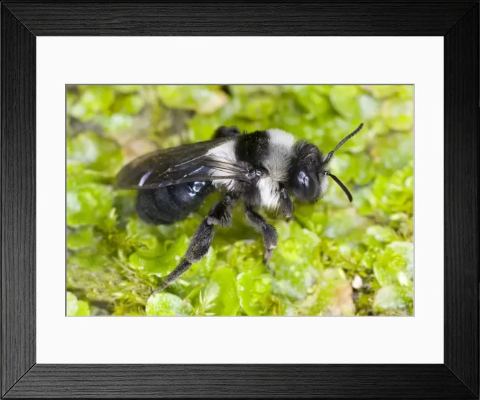 Framed Print : Common Mining Bee (female) Location: Cornwall, UK Framed Print : Common Mining Bee (female) Location: Cornwall, UK