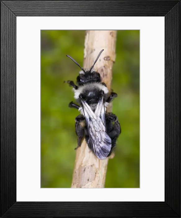 Framed Print : Common Mining Bee (female) - Dorsal view showing wing venation Location: Cornwall, UK