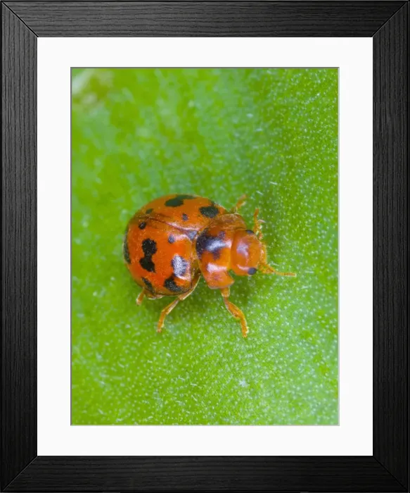 Framed Print : 24-spot ladybird Also known as ‘hairy ladybird (only UK species that is covered in ‘hairs') Location: Cornwall, UK Framed Print : 24-spot ladybird Also known as ‘hairy ladybird (only UK species that is covered in ‘hairs') Location: Cornwall, UK
