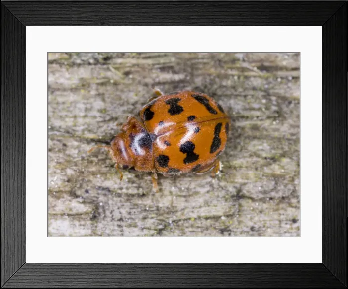 Framed Print : 24-spot ladybird Also known as ‘hairy ladybird (only UK species that is covered in ‘hairs') Location: Cornwall, UK Framed Print : 24-spot ladybird Also known as ‘hairy ladybird (only UK species that is covered in ‘hairs') Location: Cornwall, UK