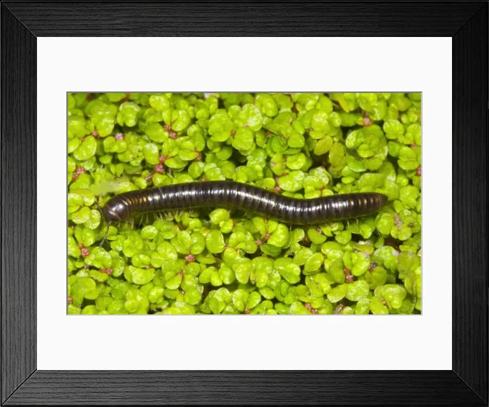 Framed Print : Cylindrical millipede walking Location: Garden, Cornwall, UK Framed Print : Cylindrical millipede walking Location: Garden, Cornwall, UK