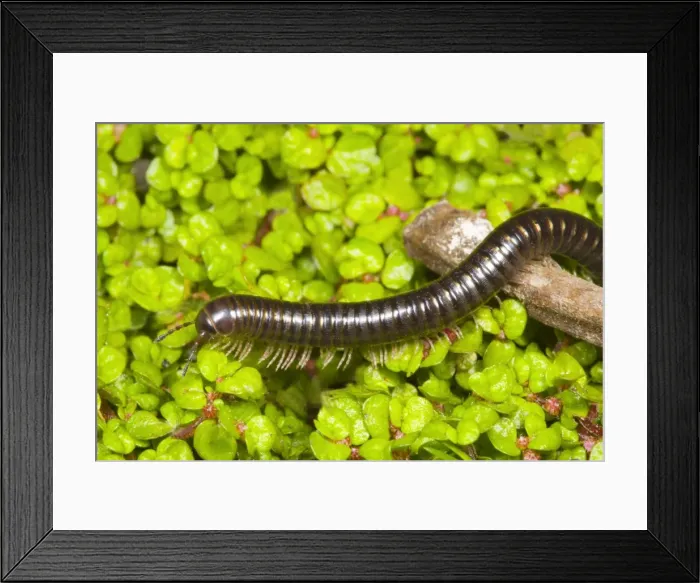 Framed Print : Cylindrical millipede walking over twig Location: Garden, Cornwall, UK Framed Print : Cylindrical millipede walking over twig Location: Garden, Cornwall, UK