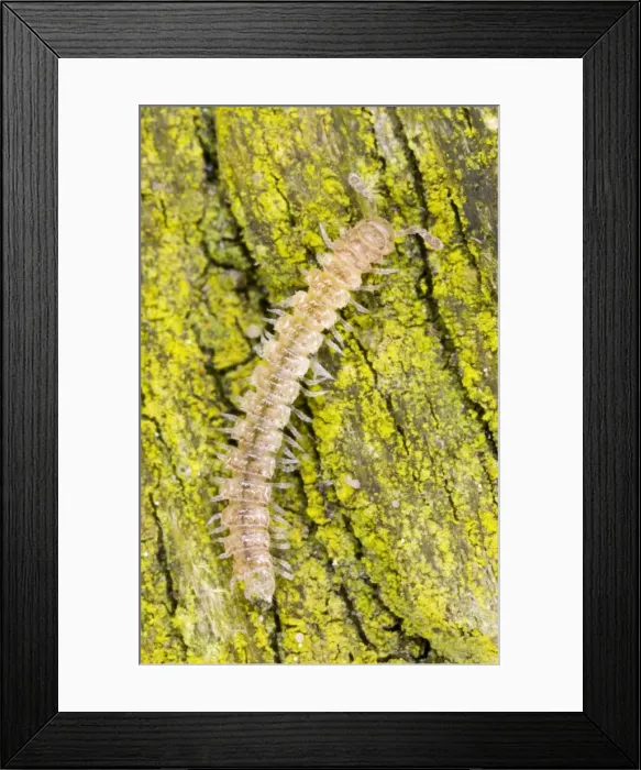 Framed Print : Common flatback millipede on bark Location: Garden, Cornwall, UK Framed Print : Common flatback millipede on bark Location: Garden, Cornwall, UK