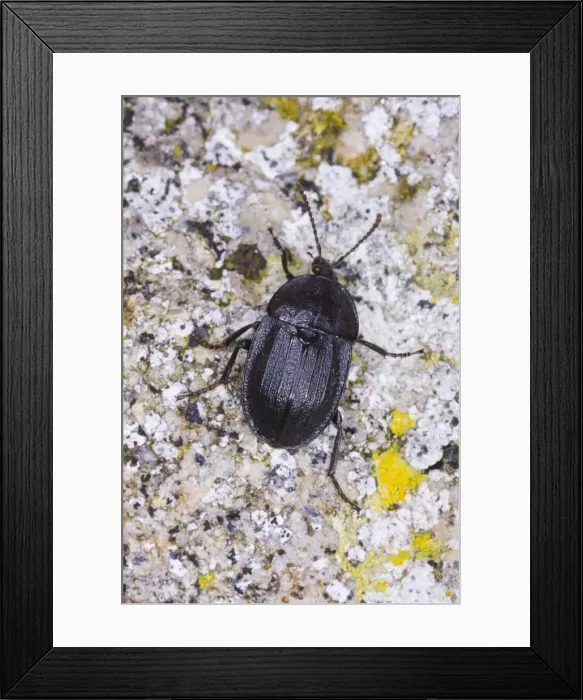 Framed Print : Snail-eating beetle Location: Garden, Cornwall, UK Framed Print : Snail-eating beetle Location: Garden, Cornwall, UK