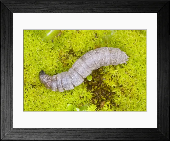 Framed Print : Leatherjacket (larva of cranefly) Garden pest in soil Location: Garden, Cornwall, UK Framed Print : Leatherjacket (larva of cranefly) Garden pest in soil Location: Garden, Cornwall, UK